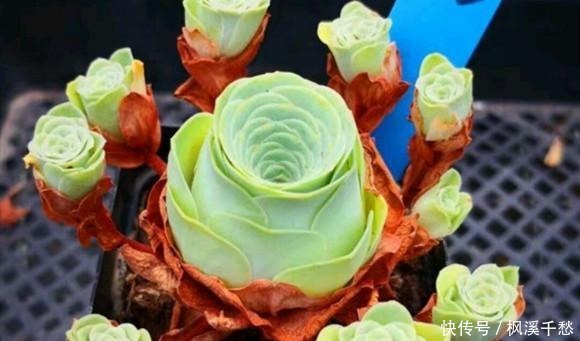 多肉中的5朵“金花”,价格贵点也愿意买,新手养起来都上瘾!