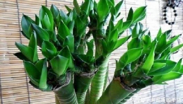 此竹最适合栽种在家,是顶级观赏盆景,做好3点,让它轻松长茁壮!