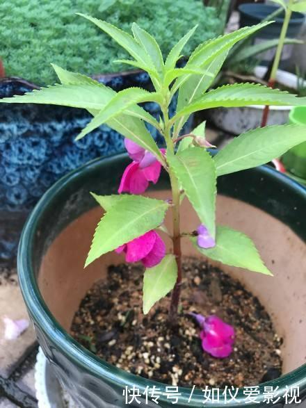 这种花是天然“染发剂”,阳台种几盆,白发去无踪