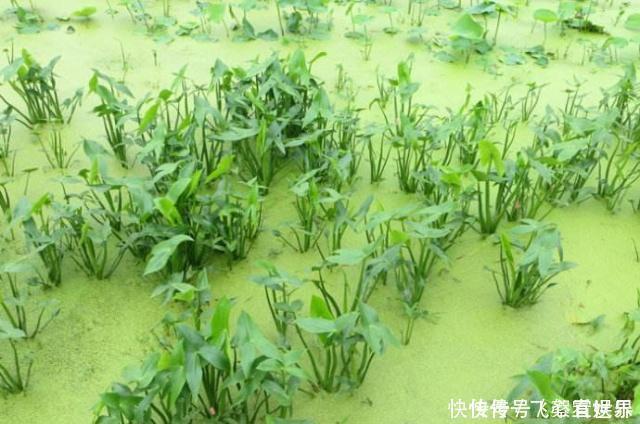 野草|农村水田里的野草,遇到别忽视,根部价值珍贵,比板栗还美味