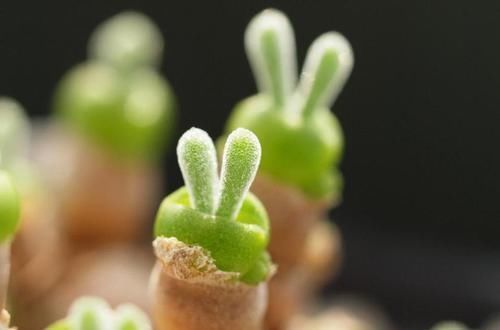 喜欢多肉的小伙伴,几种多肉不要养,不然会后悔的!