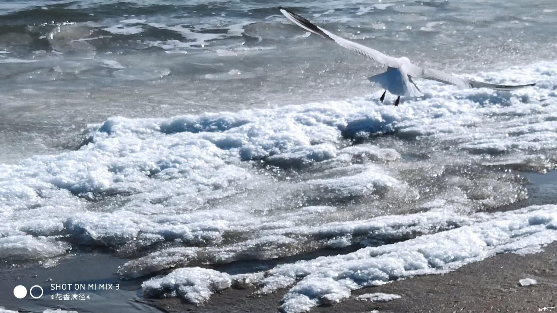 春花|冬天的海边