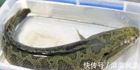 黑色的观赏鱼,和黑鱼不是一个概念,养到最高级别的雷龙鱼很昂贵