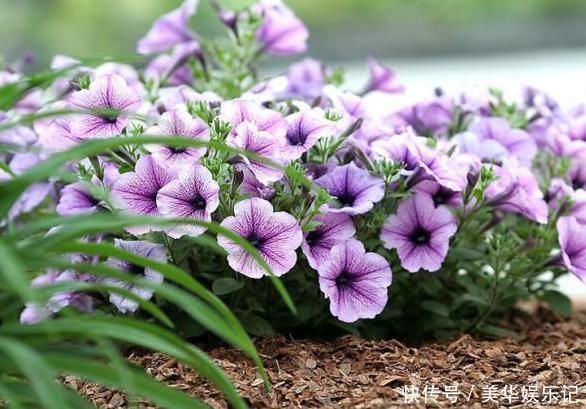 养长寿花、矮牵牛，甭太懒、太勤快！盆栽嗖嗖地开花、窜新叶