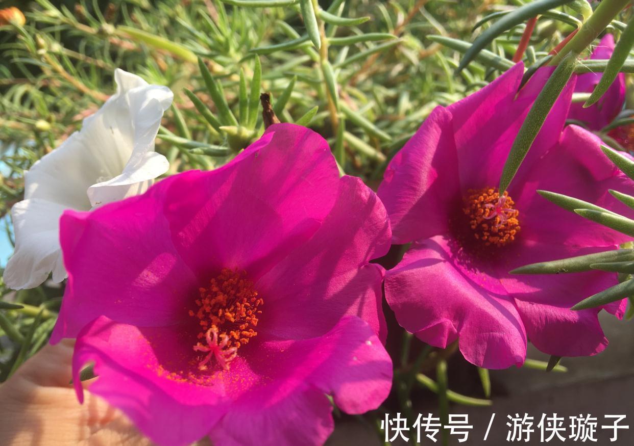 太阳花过冬,有一个技巧,顺利越冬、来年长成小树开爆花很漂亮