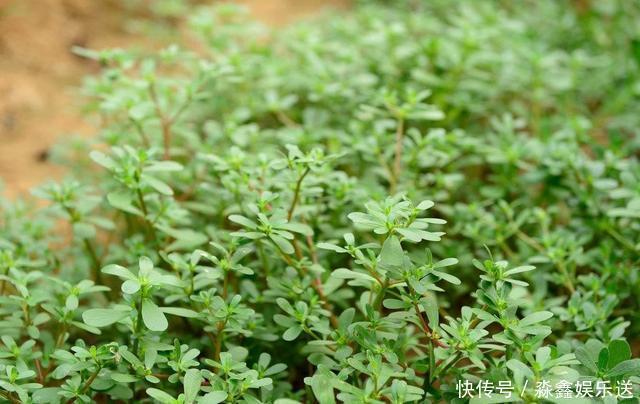 薄荷|这2种草没人重视，其实是“止痒草”，比花露水都管用