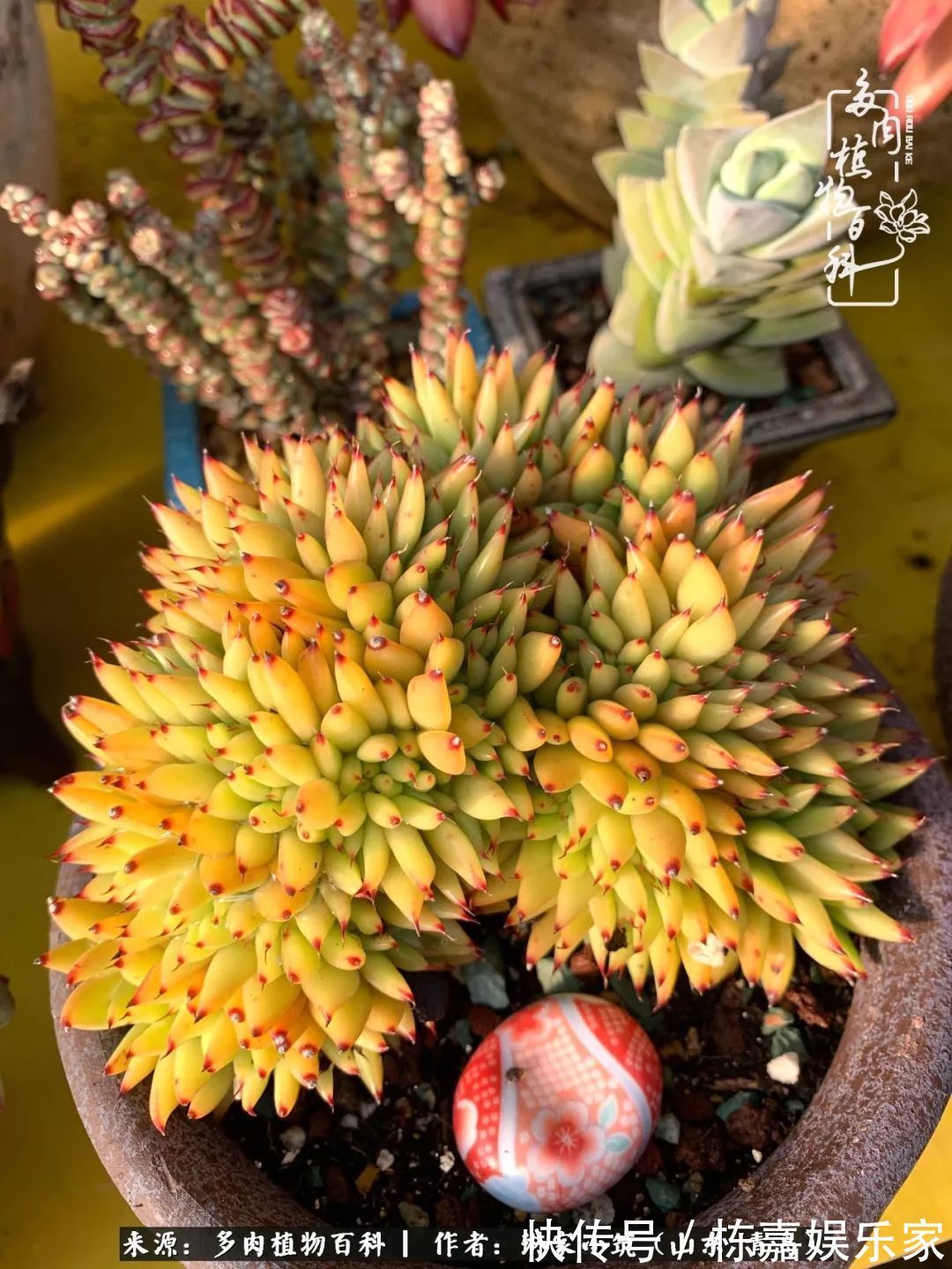 大棚|多肉住进暖棚,坦然越冬,放肆浇水,这个冬天有点甜!