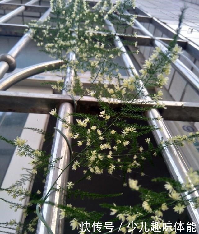 高手养文竹,开满了金花,还结了上百个小果子,这果子好吃吗!