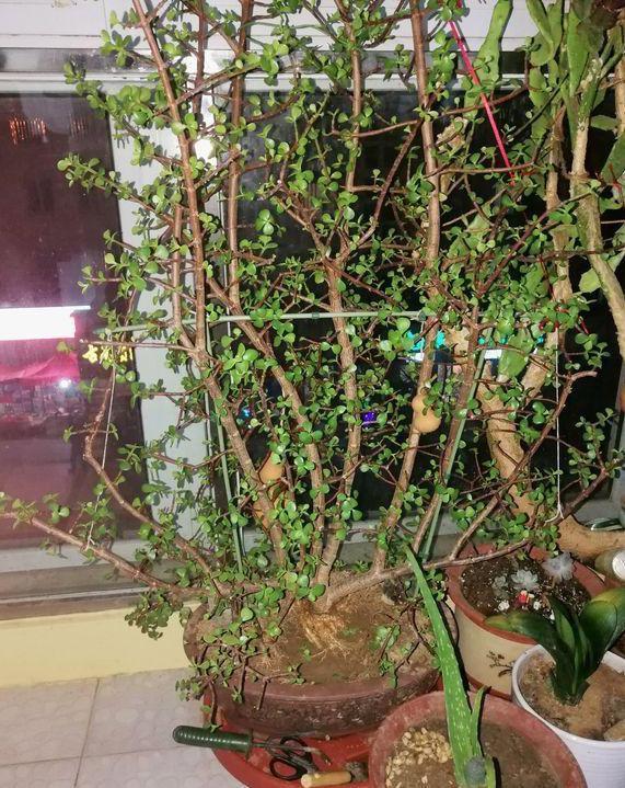 金枝玉叶|盆栽金枝玉叶,3个机遇把握住,叶片晶晶亮,长成昂贵的盆景