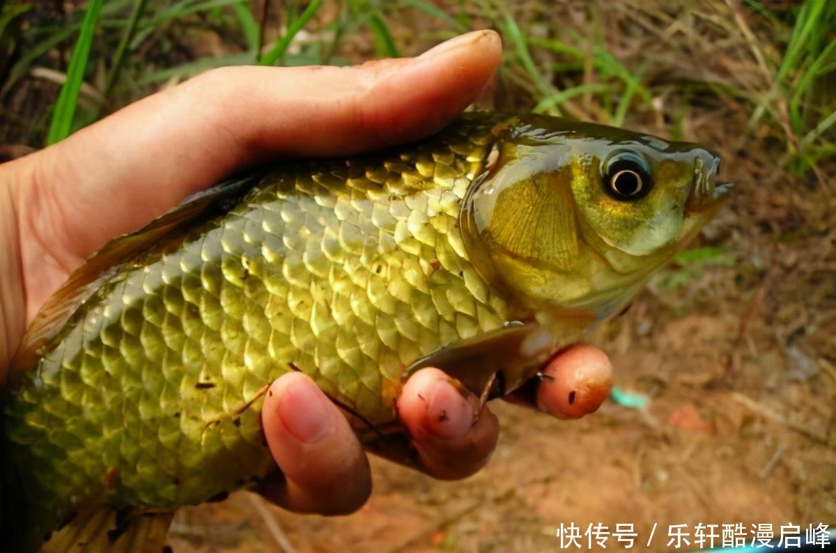  买鲫鱼，要分清“工程鲫”和“土鲫”，差别很大，买错浪费钱