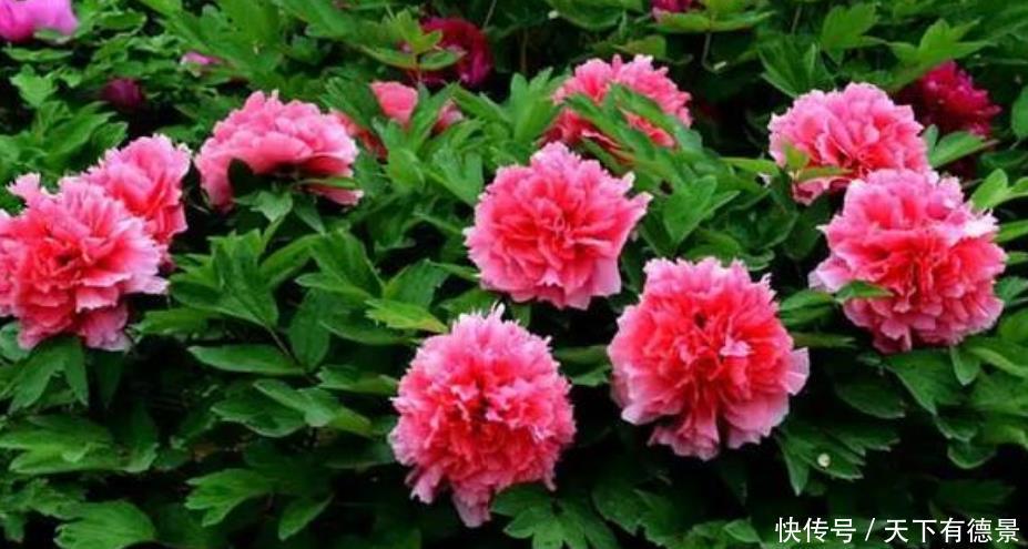 养花就养这几款,全年开花不停,花香四溢飘满屋,美