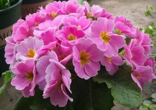 种草|4种花最受欢迎,超级漂亮,开花勤快,室内盆栽也可以