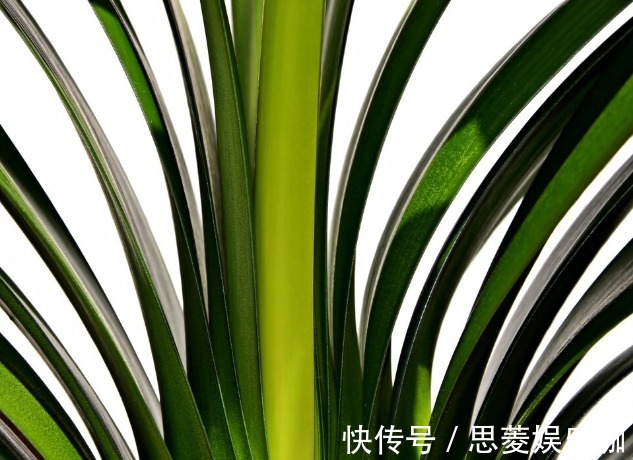 叶子|君子兰有3个症状,及时处理,否则花期不开花