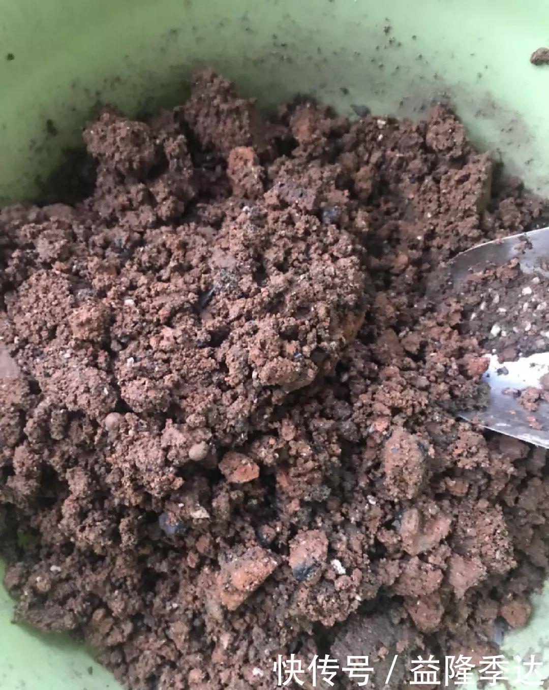 煤渣|家里吃剩的果皮,拿来养花嗖嗖长,不黄叶、开花多