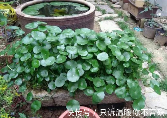 养花技巧铜钱草养在这，7天就爆盆，叶子长成巴掌大！
