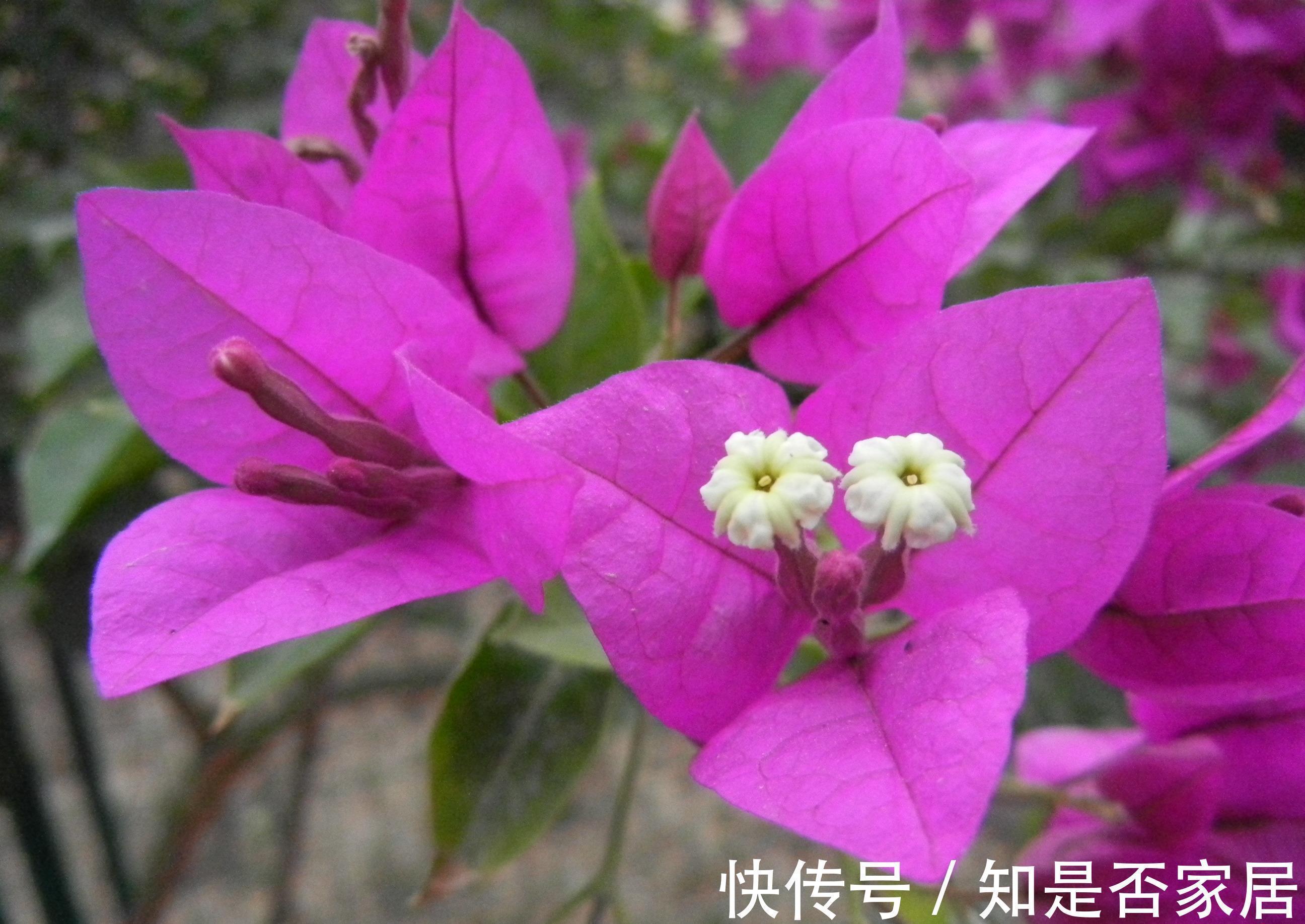 养花试试这几款,花香淡淡,并且寓意吉祥美满