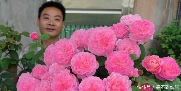 这么美的月季花,竟然是大叔用这5种水浇出来的,花朵比脸还大