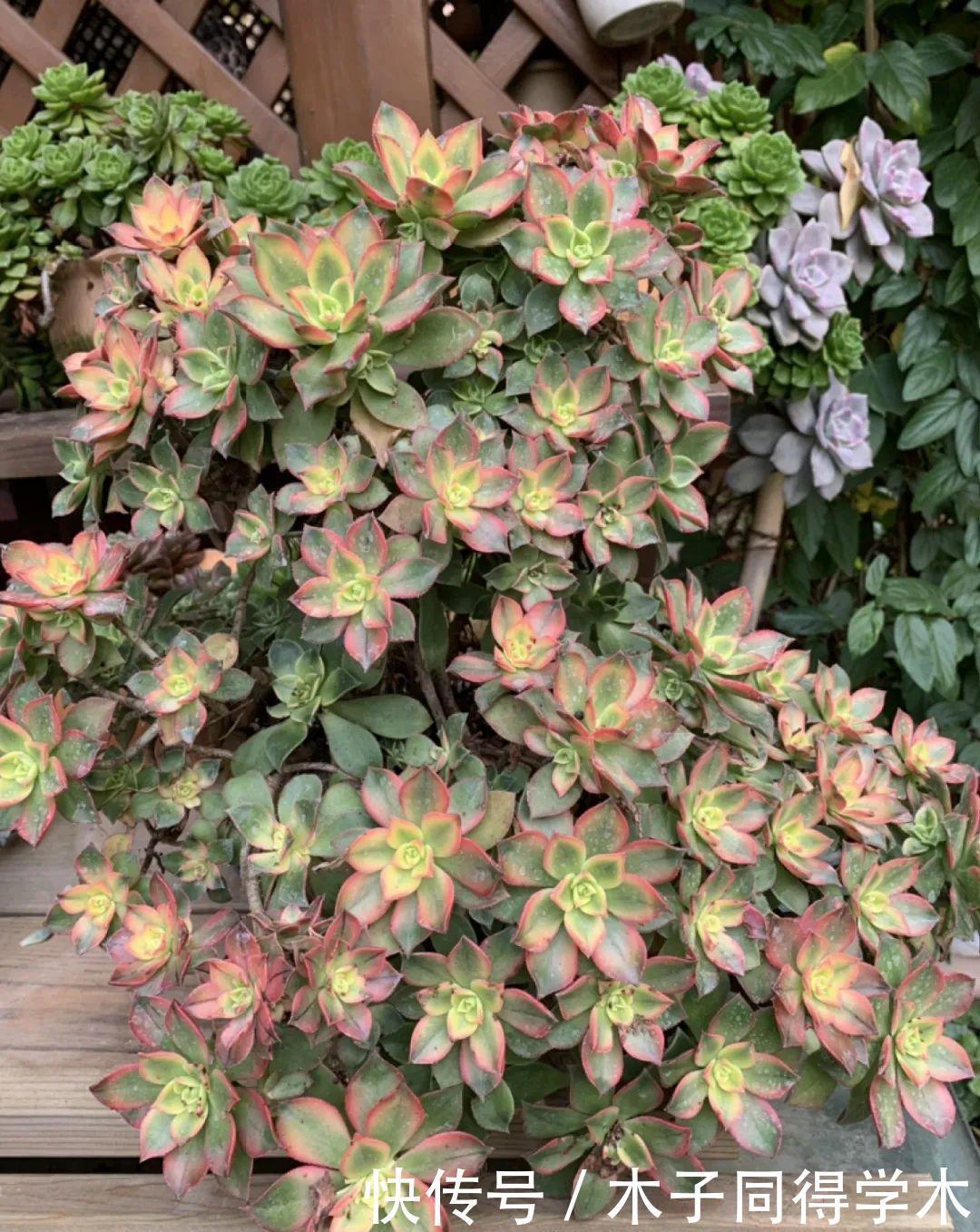 刚开始养多肉很嫌弃,后来越养越爱,打脸实录