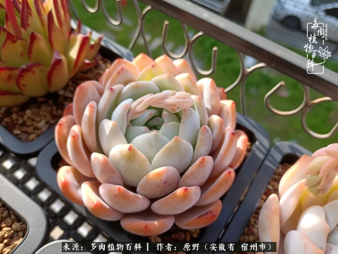 揭秘那些干净又温暖的多肉照片从哪里来