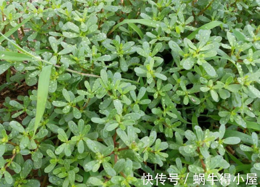 修剪|玉树的逆袭:怎么从田间野菜转变成高档盆景金枝玉叶?