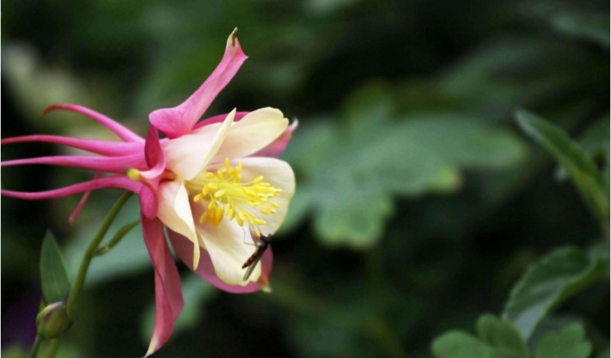 花友最喜欢的四种花卉,沾土就活好养护,开花爆盆很简单!