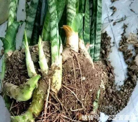 4种花要穷养,种在沙土中最好,花友:谁都能养活