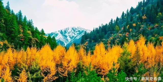 风景|川西最美季节已来临~秋色不等人，此生必去一次