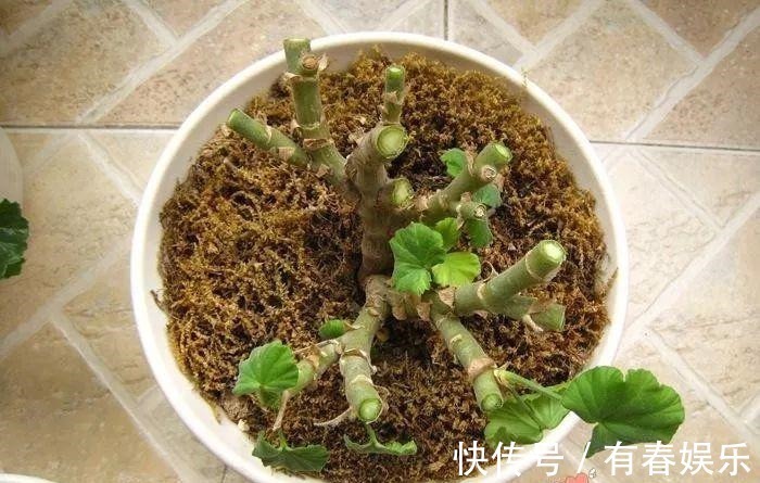 玛格丽特|现在养花要重剪,剃光头,撸光叶,越狠越爆盆