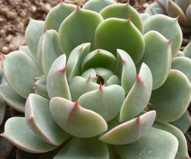 家里的多肉总是养不活做好几点，有效提升多肉植物存活率