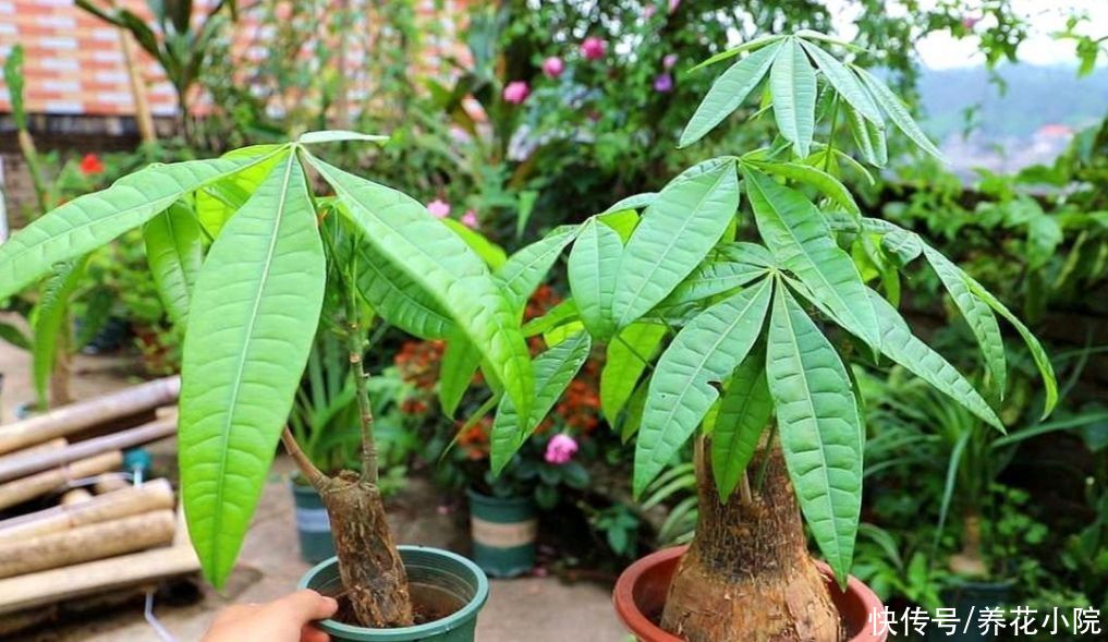 发财树|5月养发财树，别只靠浇水，用上“2种肥”，枝叶长得更繁茂