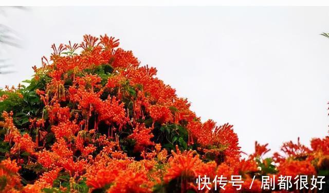 爬藤植物|花开一面墙，花落一路香，一棵爬藤植物的花海