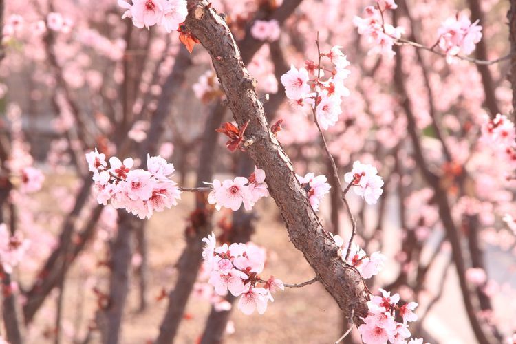 榆山街道：黄河岸边的“花世界”