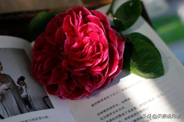 圆滚滚的绣球,瀑布般的花墙,这届花友也太会种花了吧