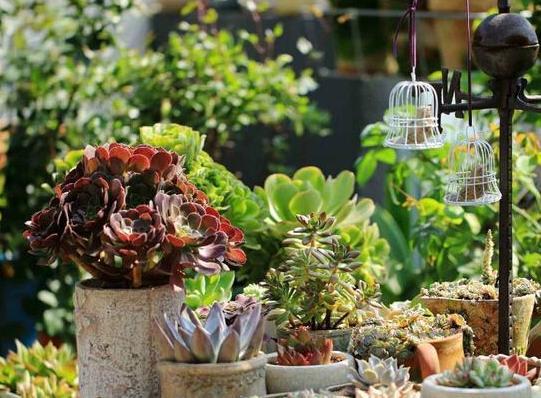 夏季养多肉，记住这些防晒小知识，轻松度夏，养好养爆盆