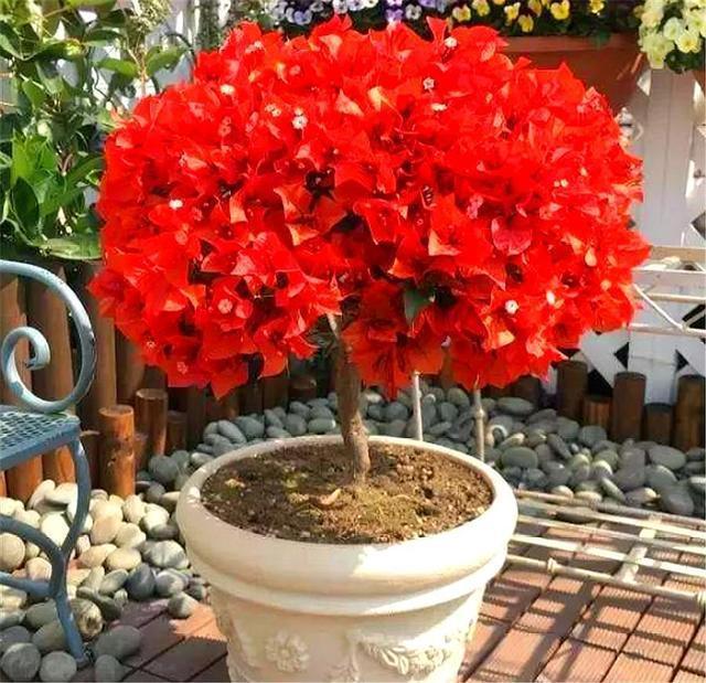 三角梅换盆有诀窍,掌握5要点,不伤根长得快,轻轻松松开爆盆