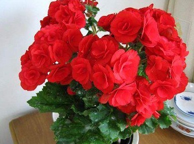 养花就养“它”,比牡丹艳、比玫瑰红,花开一整年,好养易爆盆