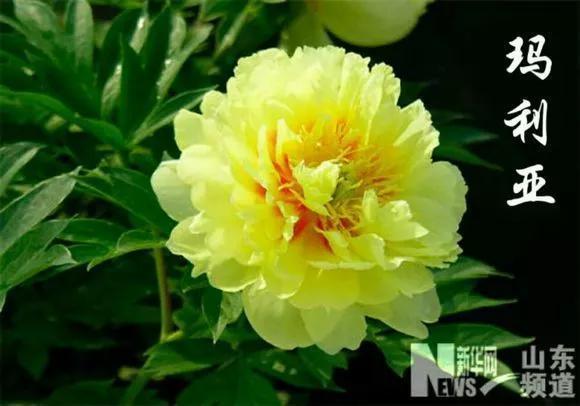 喜欢牡丹花，却一不小心买到芍药！附牡丹花品种图鉴大全