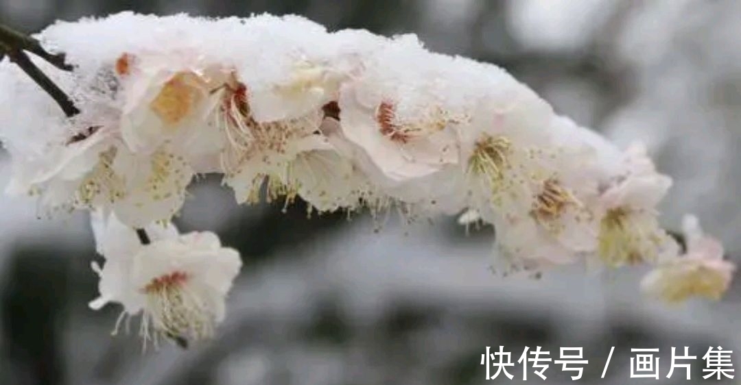 绝色#七言上联：邂逅一枝雪初霁，邀对下联，并上期优秀对联选登