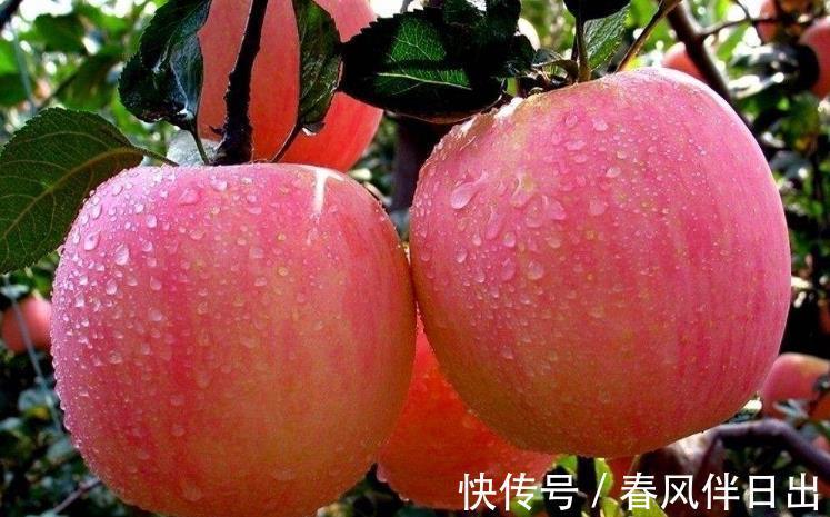 苹果|什么时候吃苹果最好？饭前还是饭后？不妨了解一下