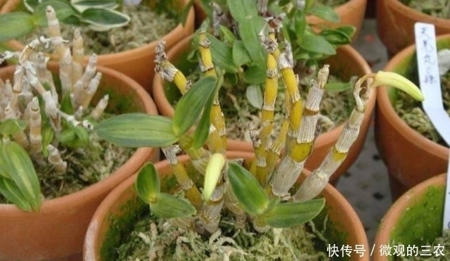 养几株对身体好的花草，除了欣赏，还能食疗，堪称阳台小药箱