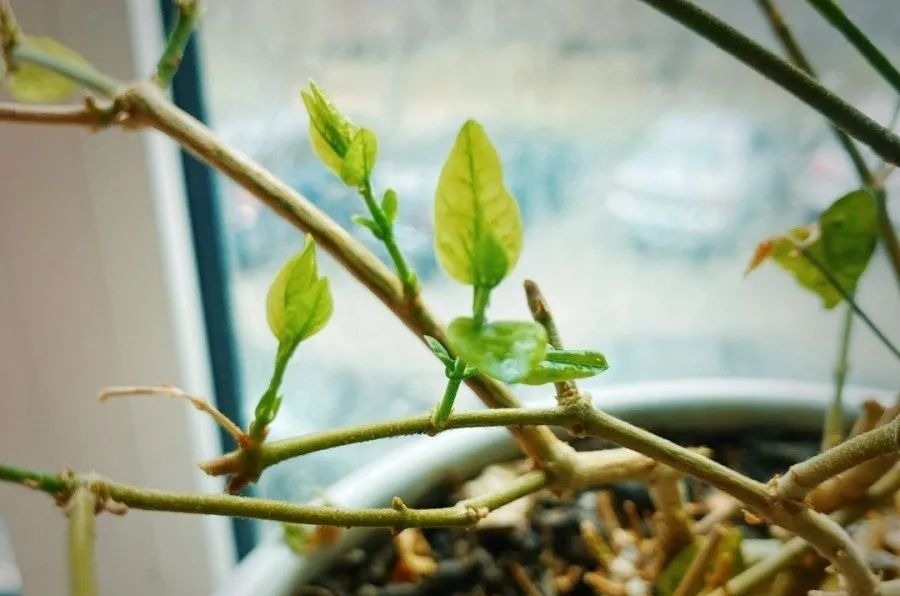 花养成光杆司令，别扔了、还有救，3天起死回生！