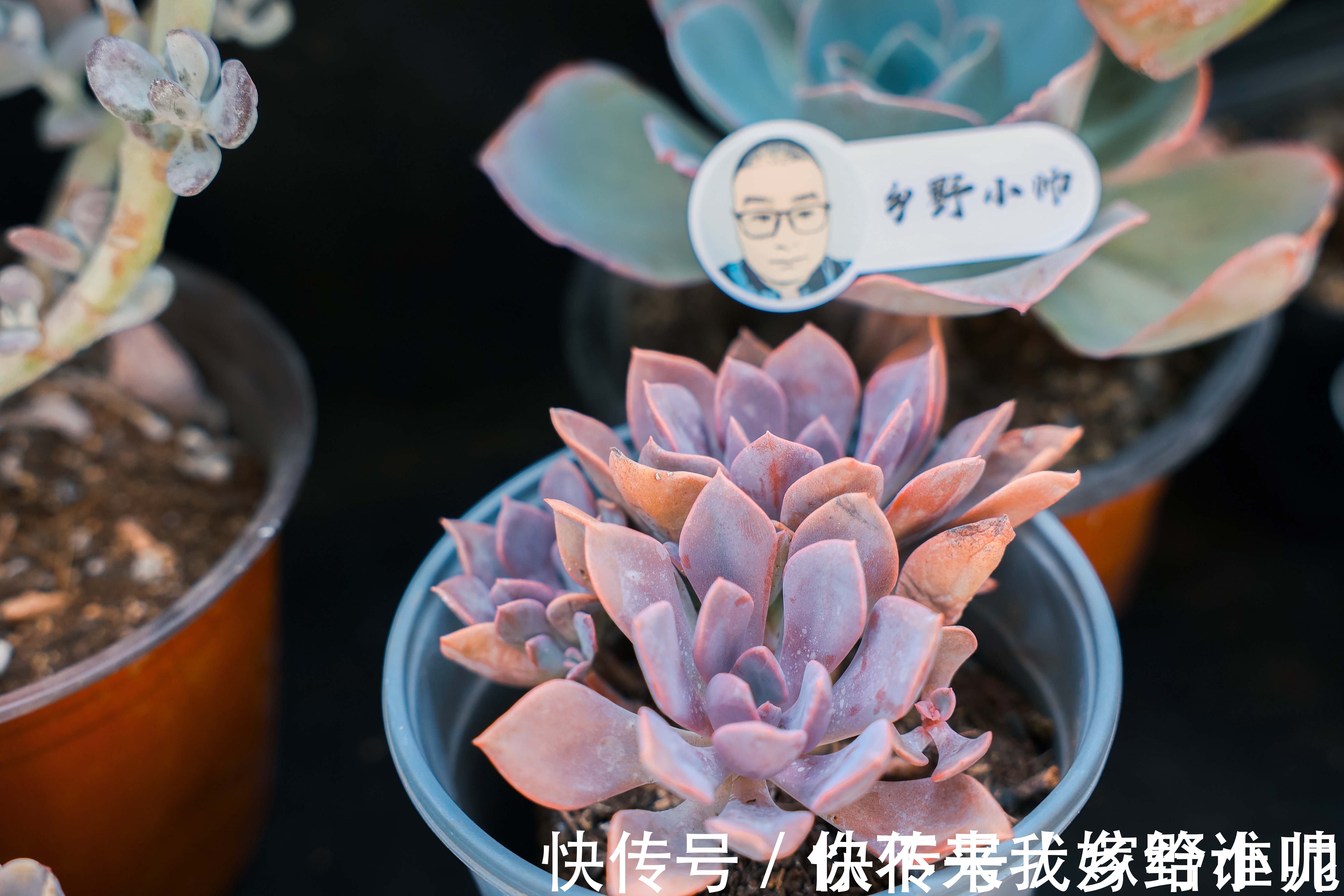 黛比、丘比特,两种长得类似双胞胎的两种多肉,这样养护更漂亮