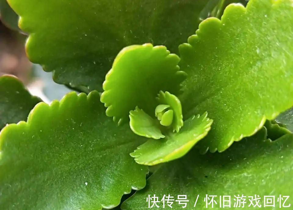 光照|长寿花打花苞了,注意4点,不消苞,不落蕾,花期长