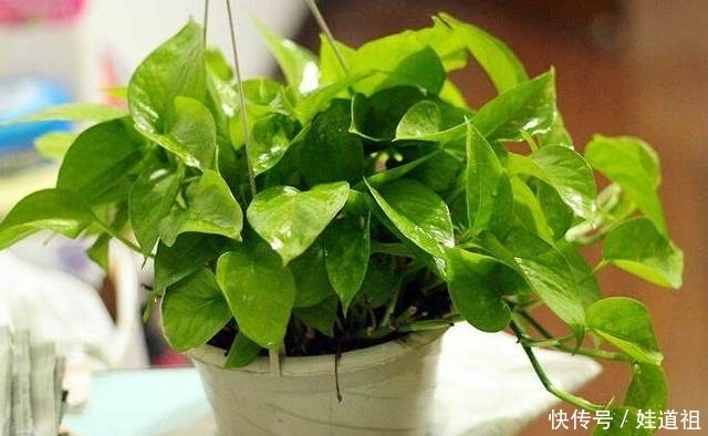 茉莉花|这几种盆栽绿植，越剪长得越旺盛，第三种几乎每家都有！