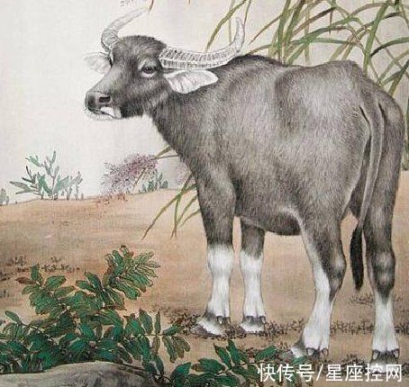 生肖狗|明年更有福的4个生肖,生活质量不打折,好运再上一层楼