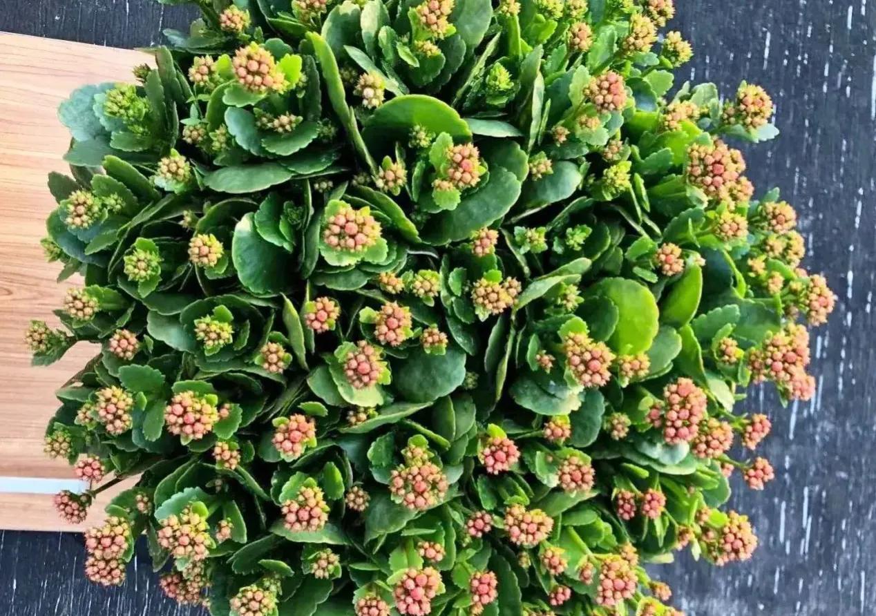 17大吉祥花,客厅有空间一定要养上一盆,好看又好养,养人又旺家