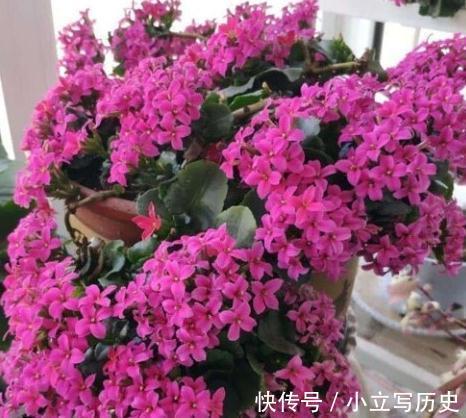 长寿花老桩张牙舞爪很难看怎么办,这样剪,株型好开花多