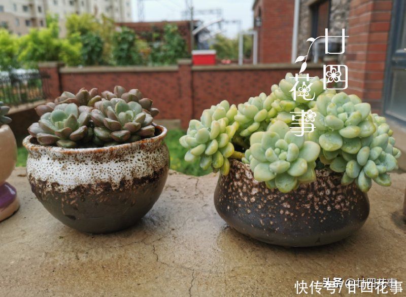 新手养多肉，这事很关键，掌握好事半功倍，但容易被忽略
