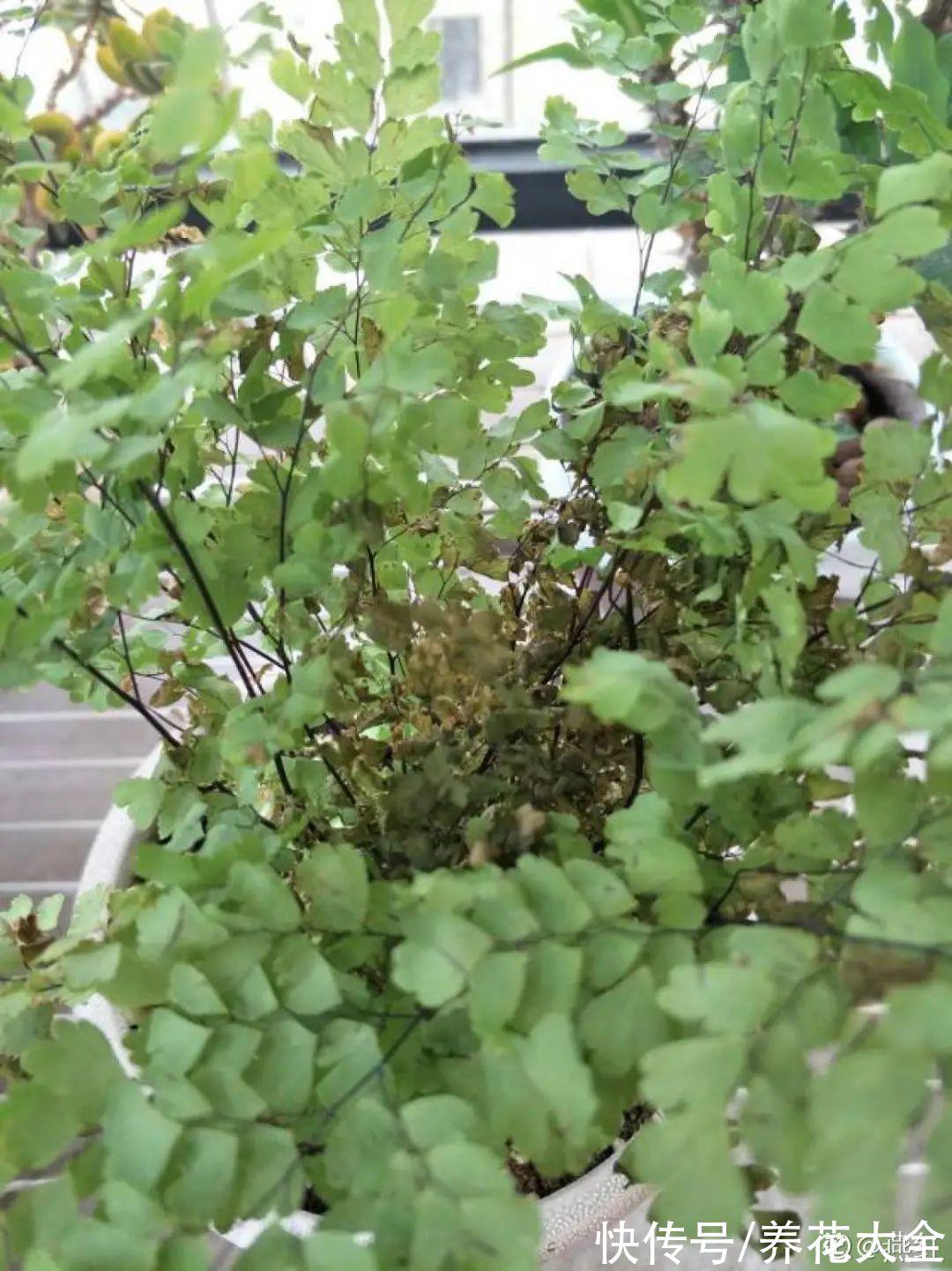 10种“怕晒花”，越晒死越快，半阴地儿反倒长得旺