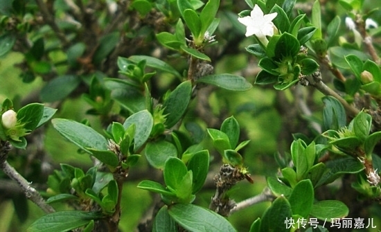 农村路边遍地都是这种植物，竟是中药材，治咽喉炎效果最好！